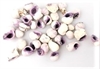 Fine 100 g Sneglehuse. Hvid / violette. Måler ca.1 til 3 cm.